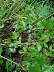 Carex wiegandii