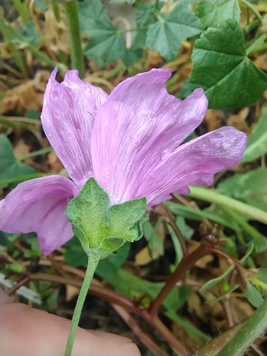 Common Mallow