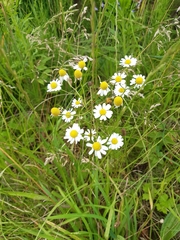 Matricaria