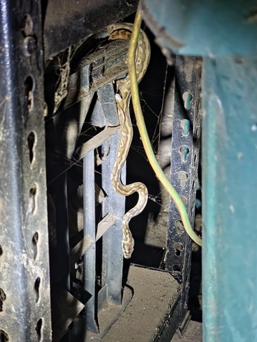 Darwin Carpet Python sighting