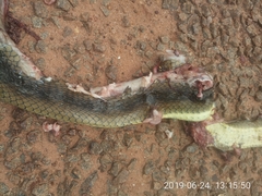 Psammophis
