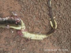 Psammophis