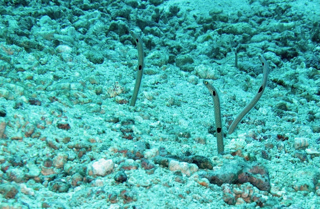 Spotted garden eels swaying above rubble seabed