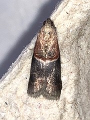 Moodna ostrinella