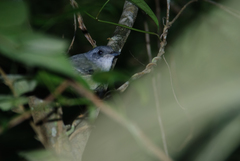 Dysithamnus mentalis