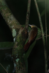 Xiphorhynchus fuscus