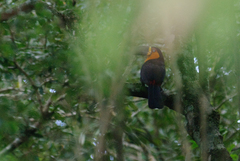 Ramphastos vitellinus ariel