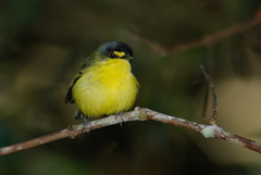 Todirostrum poliocephalum