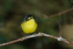 Todirostrum poliocephalum