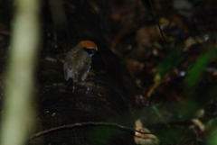 Conopophaga melanops