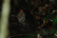 Conopophaga melanops