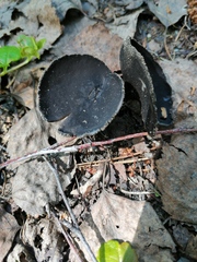 Helvella corium