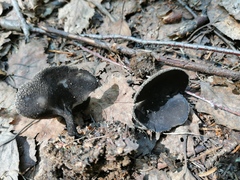 Helvella corium