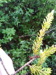 Arceuthobium pusillum