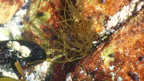 Chordaria flagelliformis observed 2024-09-20