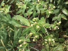 Euphorbia semivillosa