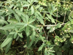 Euphorbia semivillosa