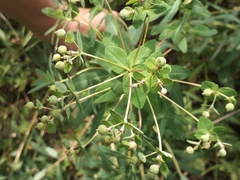 Euphorbia semivillosa