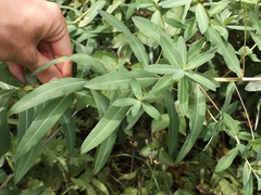 Euphorbia semivillosa