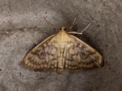 Crocidophora serratissimalis