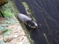 Chalcolepidius erythroloma