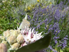 Satyrium californica