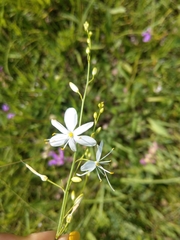 Anthericum