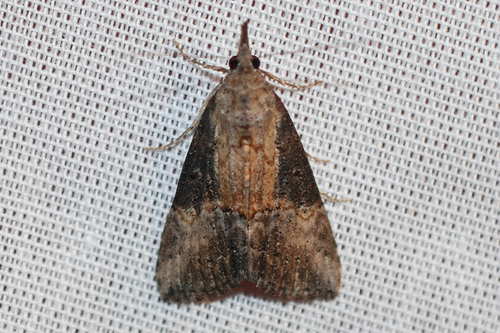 Green Cloverworm Moth, photo 10 of 10