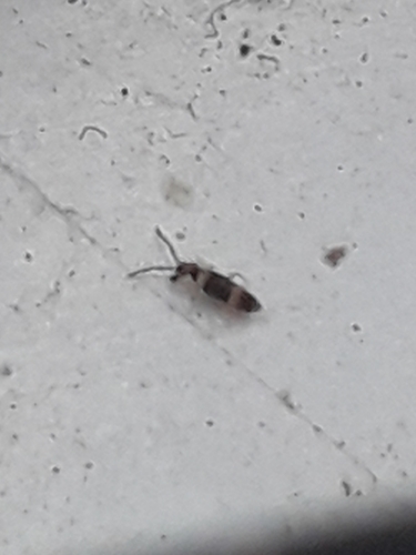 Entomobrya albocincta