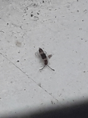 Entomobrya albocincta