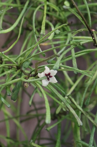 Hoya retusa Warb.
