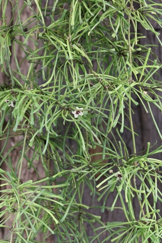 Hoya retusa Warb. 2