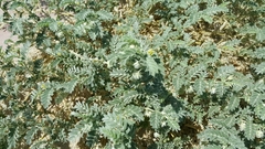 Tribulus terrestris