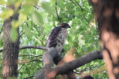 Accipiter trivirgatus