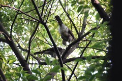 Accipiter trivirgatus
