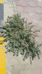 Tribulus terrestris