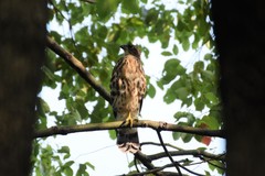 Accipiter trivirgatus