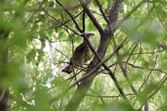 Accipiter trivirgatus