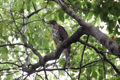 Accipiter trivirgatus
