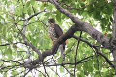 Accipiter trivirgatus