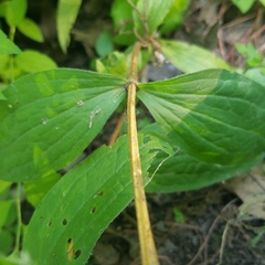 Clematis occidentalis