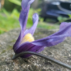 Clematis occidentalis