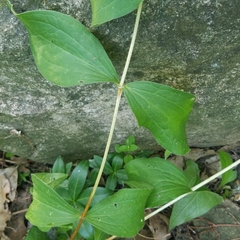 Clematis occidentalis