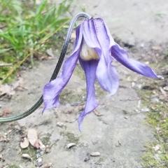 Clematis occidentalis