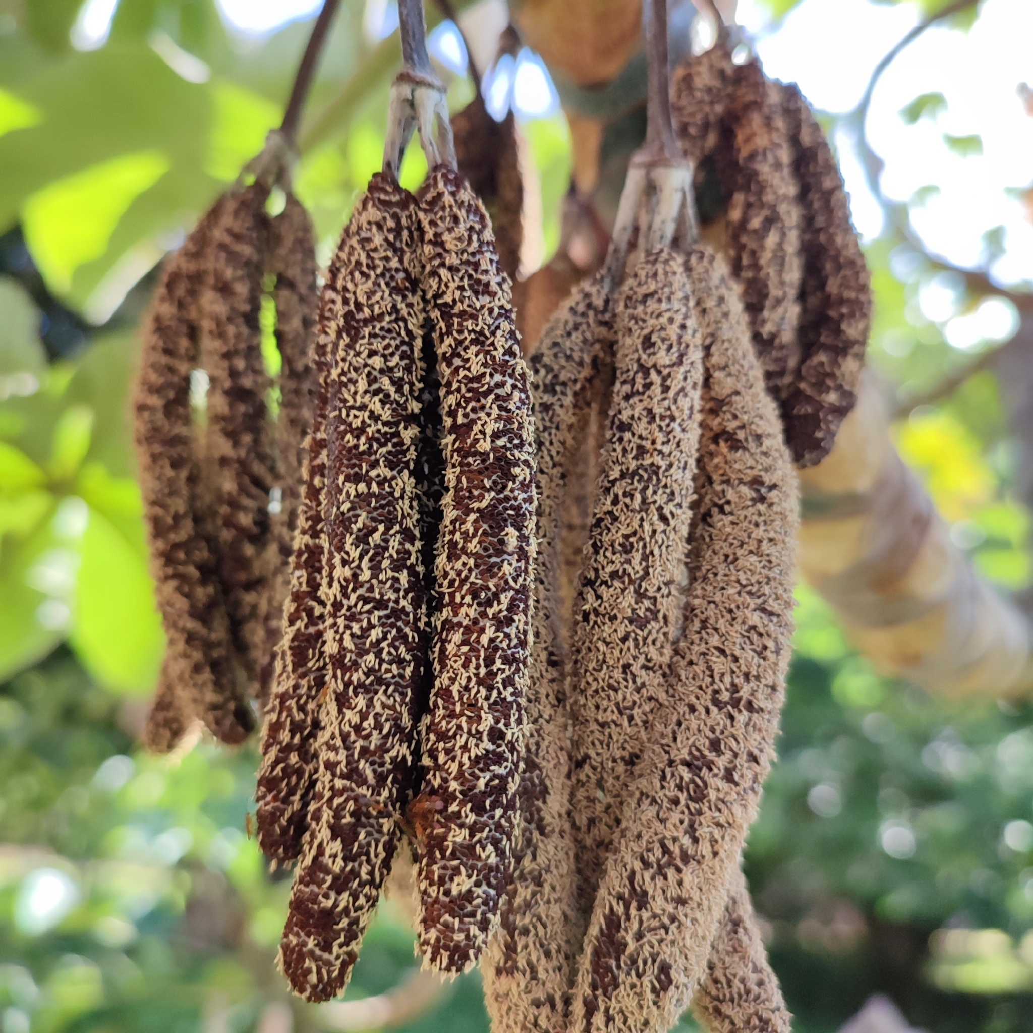 Cecropia palmata