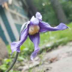Clematis occidentalis