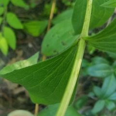 Clematis occidentalis