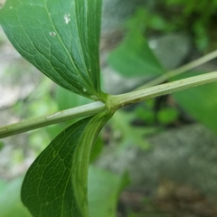 Clematis occidentalis