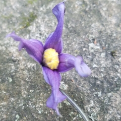 Clematis occidentalis