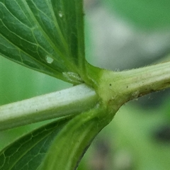 Clematis occidentalis